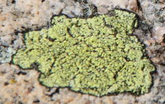 Rhizocarpon geographicum