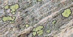 Rhizocarpon geographicum