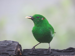 Chlorochrysa phoenicotis