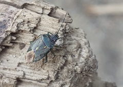 Ditomotarsus punctiventris