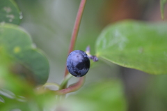 Cocculus diversifolius