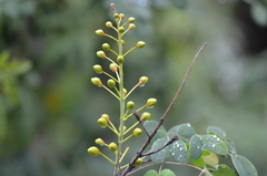 Erythrostemon mexicanus