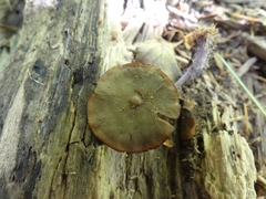 Pseudobaeospora