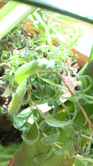Parietaria pensylvanica