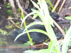 Porphyriops melanops