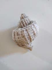 Trophon geversianus