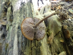 Pseudobaeospora