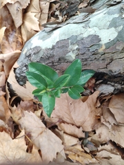 Ligustrum japonicum