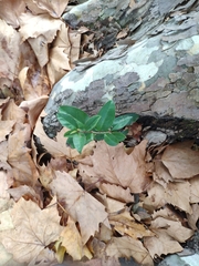 Ligustrum japonicum