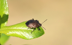 Rhacognathus punctatus