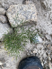 Harbouria trachypleura