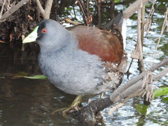 Porphyriops melanops