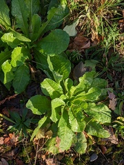 Lactuca virosa