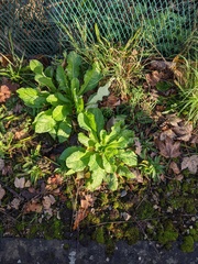 Lactuca virosa