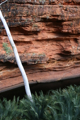 Macrozamia macdonnellii