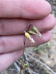 Campanula rotundifolia