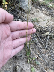 Campanula rotundifolia