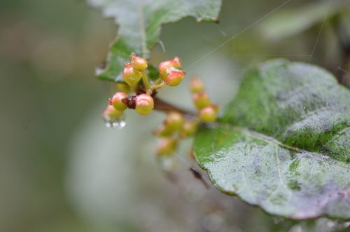 Image of Xylosma flexuosa by no rights reserved