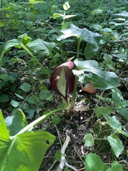 Arum orientale