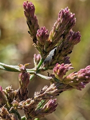 Verbena brasiliensis
