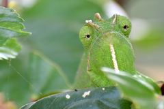 Chamaeleo zeylanicus