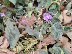 Hygrophila pogonocalyx