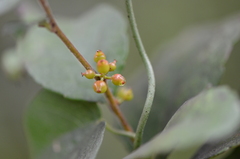 Xylosma flexuosa