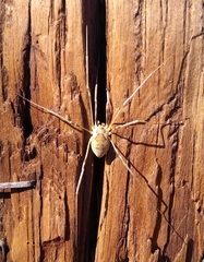 Phalangioidea