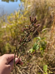 Verbena brasiliensis
