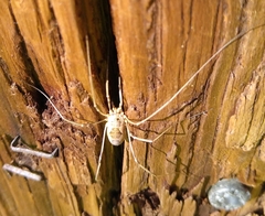 Phalangioidea
