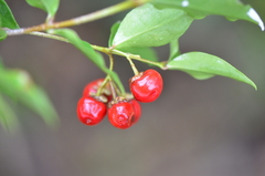 Malpighia glabra