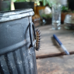 Acraea horta