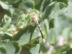 Phanogomphus militaris