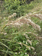 Andropogon