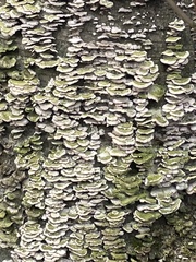 Rigidoporus populinus