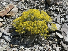 Odontarrhena obtusifolia
