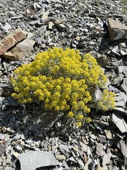 Odontarrhena obtusifolia
