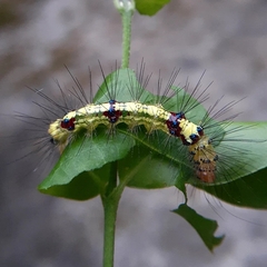 Calodesma quadrimaculata
