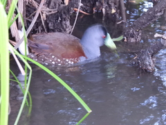 Porphyriops melanops