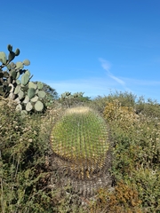Ferocactus histrix