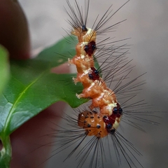 Calodesma quadrimaculata