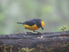 Euphonia xanthogaster