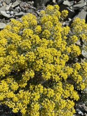 Odontarrhena obtusifolia