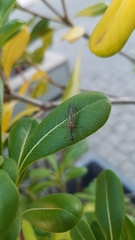 Dichrostigma flavipes