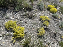 Odontarrhena obtusifolia