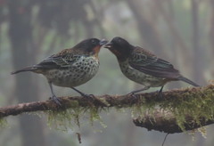 Ixothraupis rufigula