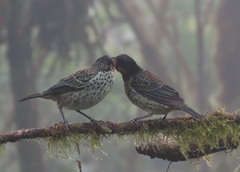 Ixothraupis rufigula