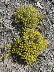 Odontarrhena obtusifolia