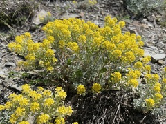 Odontarrhena obtusifolia