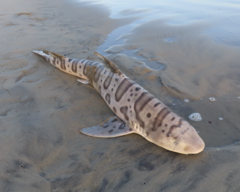 Triakis semifasciata